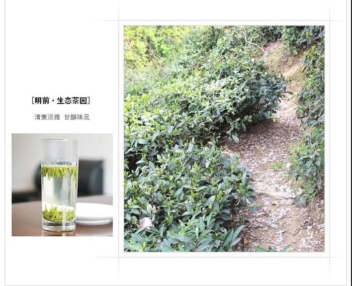 有关于从女娲故里“生物基因库”走出的茶中“尤物”的资讯(4)