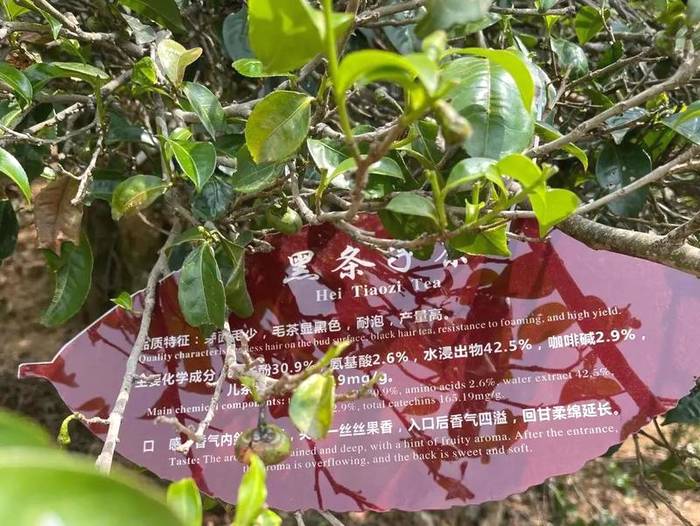 有关于中国首家茶树演化自然博物馆在临沧白莺山挂牌的新闻(7)