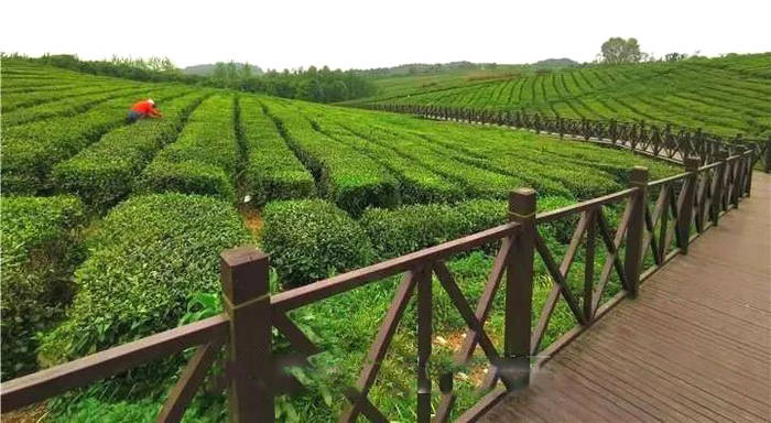 有关于央视聚焦中华茶博园：生态和产业美美与共的信息