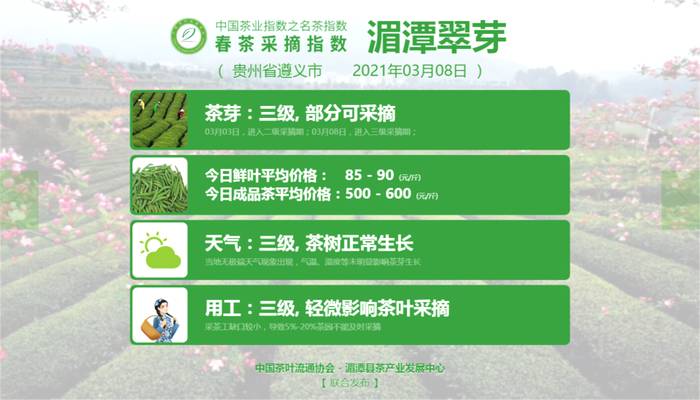 关于2021春茶采摘指数，湄潭翠芽进入三级的信息(2)
