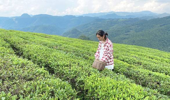 关于贵州:“贵茶名品”计划启动 助推“黔货出山”的新闻