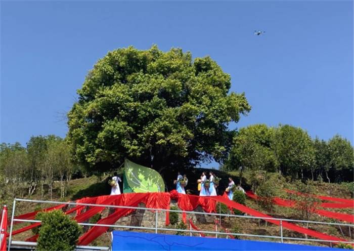 关于““锦秀茶尊”保护性开采”“中国茶叶区域公用品牌价值评估”“茶王“贡牛”1.2万/kg的最新信息(3)