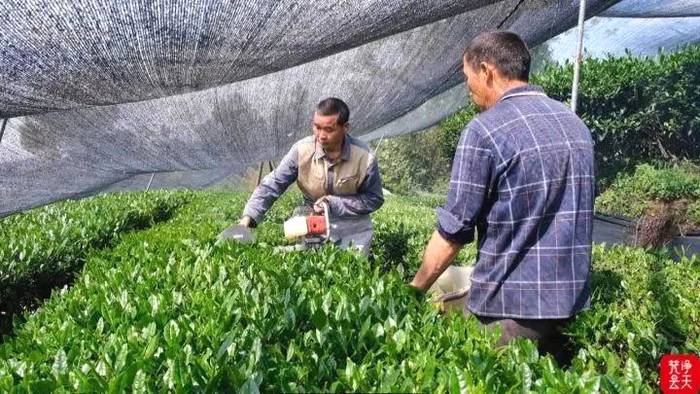 关于去年总产值2.4亿元！江口抹茶产业发展势头正旺的信息