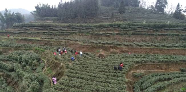有关于兴隆乡大田村：阳春三月好风光 群众山上采茶忙的最新消息(10)