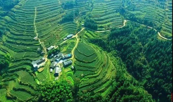 有关于悠悠湄坨情 浓浓国茶香——湄坨村的茶叶故事的热门资讯