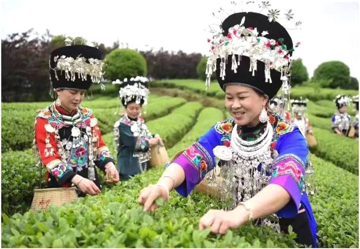 有关于黔茶喜获大丰收,一张张笑脸就是幸福生活的味道!的热门信息