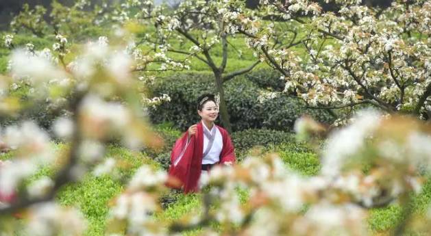 关于春茶季：重庆民众着古装踏青赏梨花采春茶的热门消息