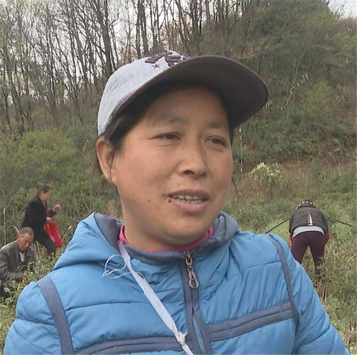 关于四川剑阁县:开采!春暖茶飘香 剑门山区茶农采茶忙的资讯(3)