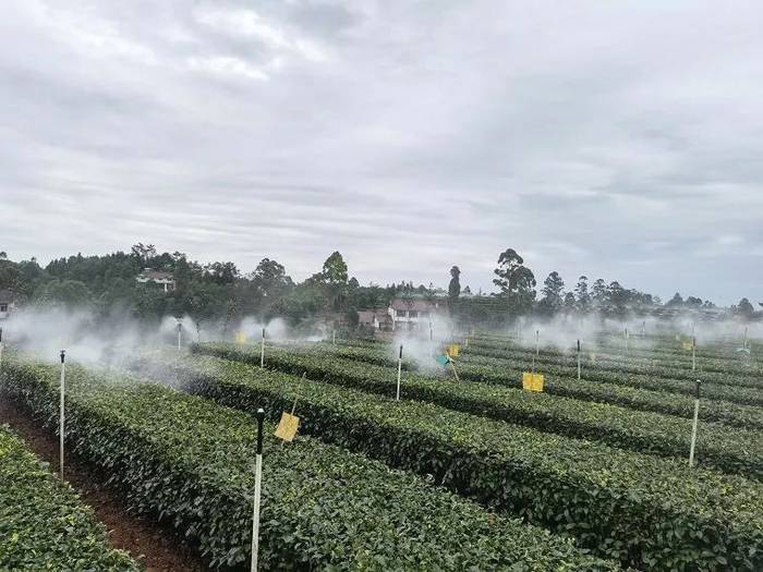 关于中茶协应邀参加农业农村部闽川两省茶业调研的消息(3)