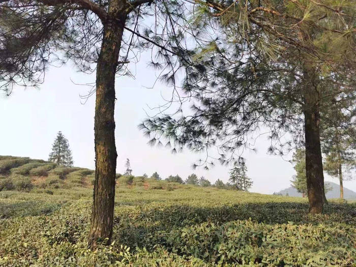 有关于四川省茶叶行业协会一行调研广安茶产业发展规划的最新资讯(6)