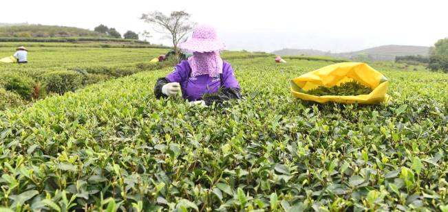 关于福鼎佳阳畲族乡 茶产业是当地乡村振兴的支柱产业的新闻