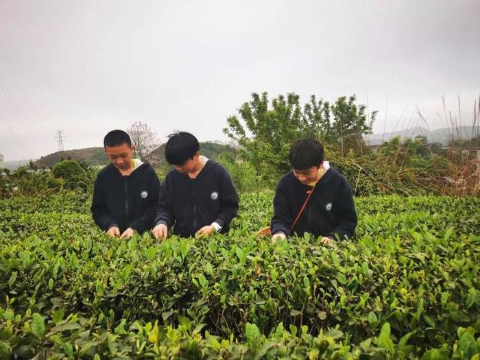 有关于亲近自然、拥抱茶园|“林城苗苗+茶叶研究所”茶研学进行时的最新资讯(6)