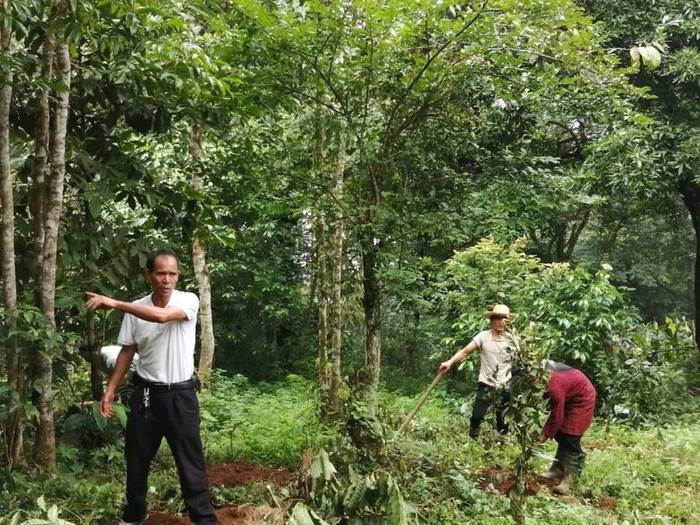 关于小新街乡:加大古树茶种植 夯实乡村振兴产业基础的热门信息(1)