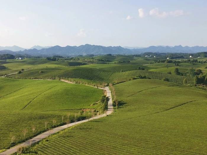 有关于湄潭上半年茶叶出口创佳绩，预计全年突破5000万美元的热门资讯