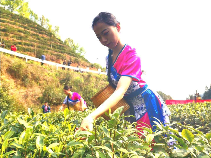 有关于江西遂川：采茶姑娘是茶园内一道靓丽的风景线的新闻(7)