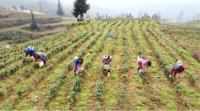 有关于沿河：“携茶”迎来采摘季 千里帮扶情义深的最新信息(1)