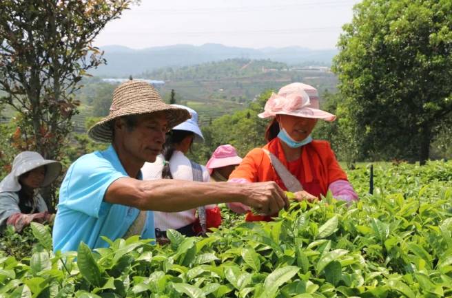 有关于村集体经济看思茅 茶产业让倚象镇平掌村绿了山坡红了日子的热门新闻