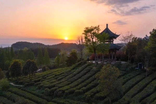 关于全国茶叶绿色高质高效生产模式培训班在汉中开班的新闻(8)