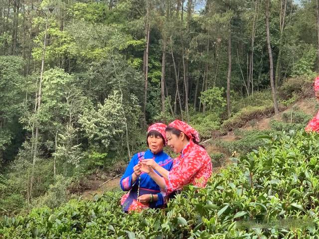 关于直接产值6.7亿元!广西梧州六堡茶加工“提速”了的热门信息