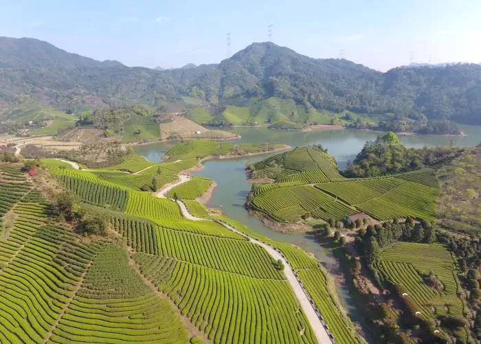 有关于最是一年春好处,浙江武义茶农忙采“清明茶”的资讯(1)