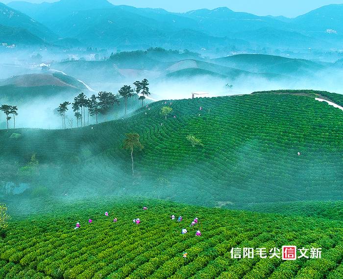 有关于每一片文新茶叶,都有属于自己的生态茶园的热门资讯(1)