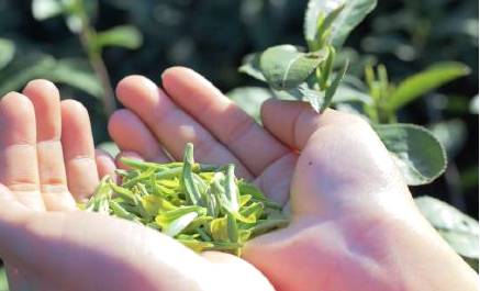 关于阳春三月，2021年的早春茶部分地区开始迎来了采摘的最新信息(5)