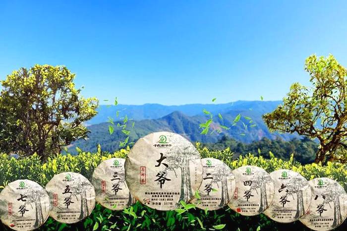 关于茶届大咖王岳飞为千家寨爷号普洱茶打call的最新信息(1)