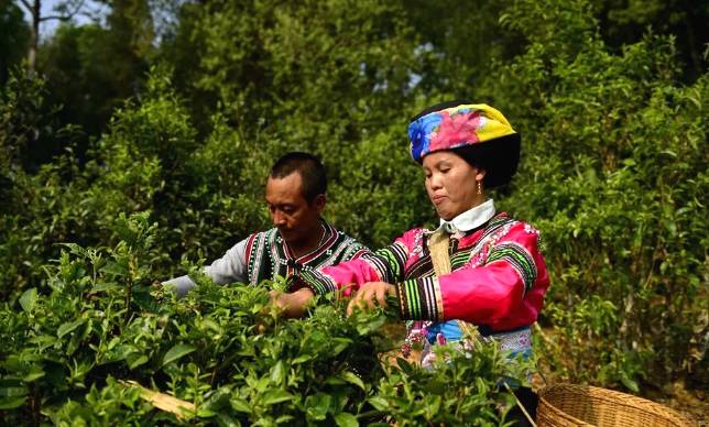 有关于春茶,一场春天里的盛事 勐海县80余万亩春茶陆续开采啦!的消息(8)