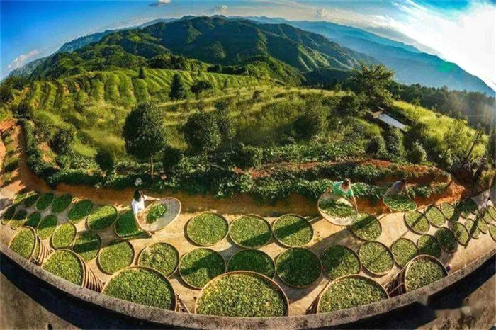 关于推动茶产业高质量发展，福建三明这样做！ 的新闻