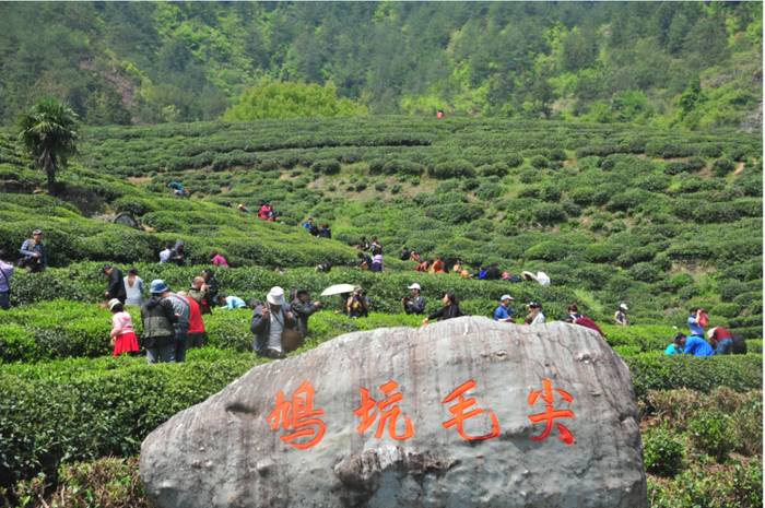 有关于除了龙井，杭州还有这些茶园的茶叶和美景让人陶醉!的热门资讯(21)