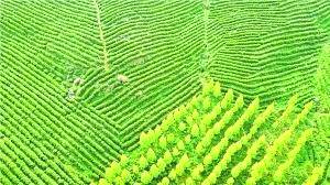 关于贵州长岩村国香茶园2000亩春茶进入黄金采摘期的最新消息