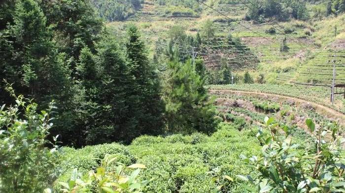 关于“因茶脱贫”,湖北此地有机会成为全球性政党峰会分会场吗?的热门消息(2)