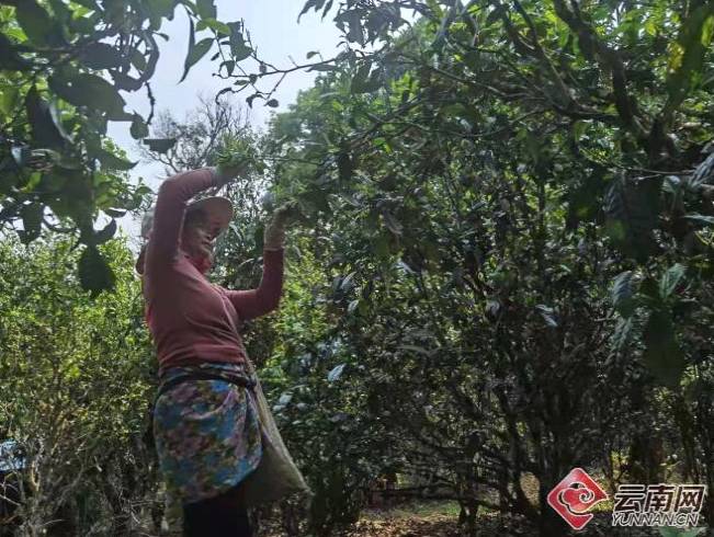 关于西双版纳南糯山多依寨：因茶而富起来的村寨的热门新闻(2)