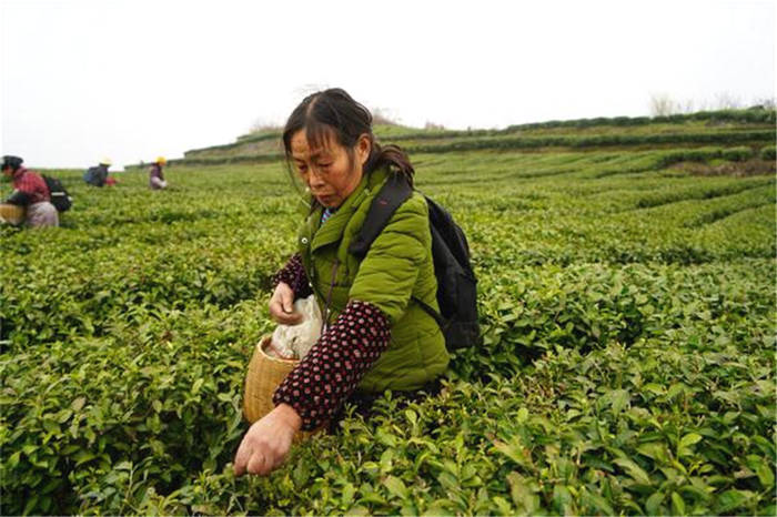 有关于贵州铜仁沿河：青山为证 三位村民坚守茶路践初心的最新信息(3)