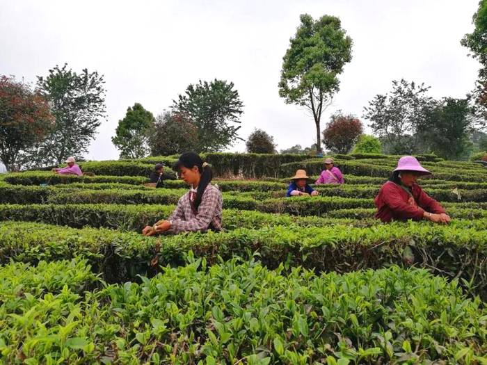 关于春茶抢“鲜”一步，普洱各地“明前茶”开采的热门信息(11)