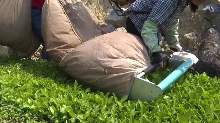 有关于成立产业联合体，漳州长泰县抱团发展茶产业的热门资讯(2)