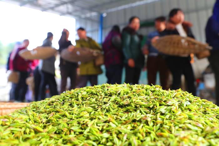 关于贵州多地春茶开采 茶农抢抓新春第一桶“金”的热门资讯(5)