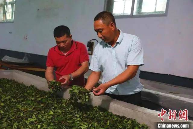 关于野生茶山的华丽转身，开启福建建宁“绿色宝库”的长足发展之路的热门资讯(1)