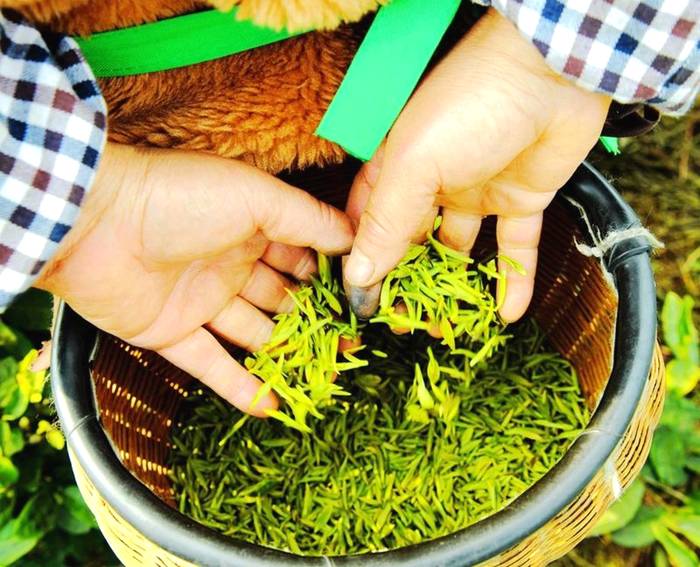 关于贵州多地春茶开采 茶农抢抓新春第一桶“金”的热门资讯(2)