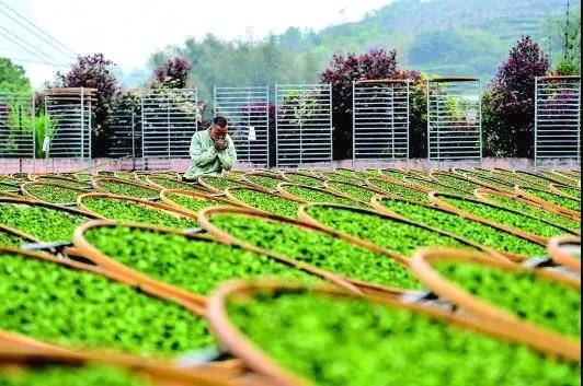 关于新华每日电讯:福鼎白茶茶中黑马,改变万千人生的信息(3)