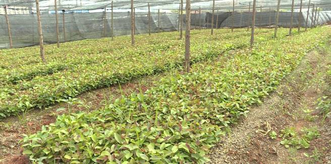 关于广南900余万株油茶苗可出圃移栽上山 的消息(3)