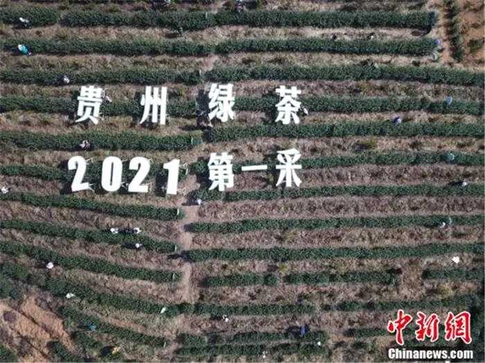 有关于一周茶事 | 贵州迎来2021年绿茶“第一采”；新华社辟谣：不靠谱！的热门资讯