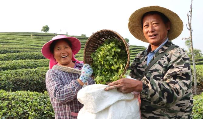 关于三月春光好采茶 宁洱20余万亩现代生态茶园进入采摘期的最新信息(6)