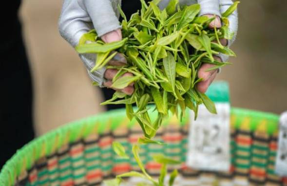 有关于黔西新金村大力发展茶产业，助推脱贫攻坚的消息(2)