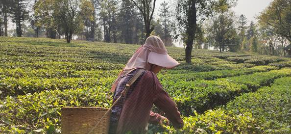 关于云南勐海 专属物流解决方案提速普洱茶外销的信息(1)