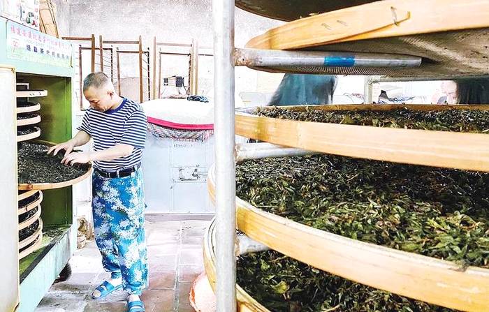 有关于探访“共享茶村”云霄县和平乡泮坑村,“普通茶”到“名优茶”的资讯(2)