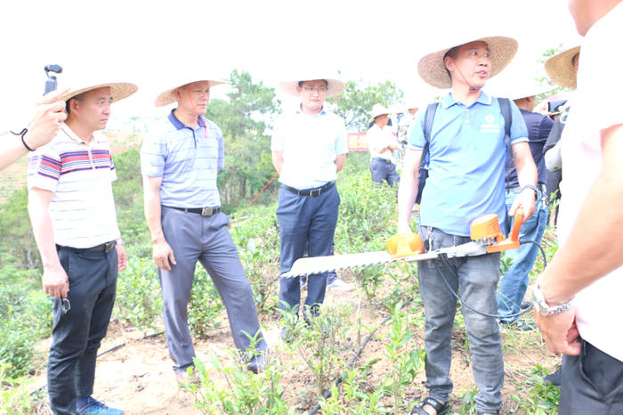 有关于力推茶园管理机械化 服务六堡茶产业发展的热门资讯(6)