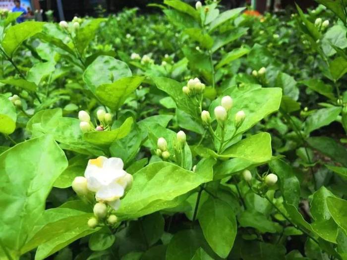 关于闽榕·福州茉莉花茶助力“文化和自然遗产日”的最新消息(2)