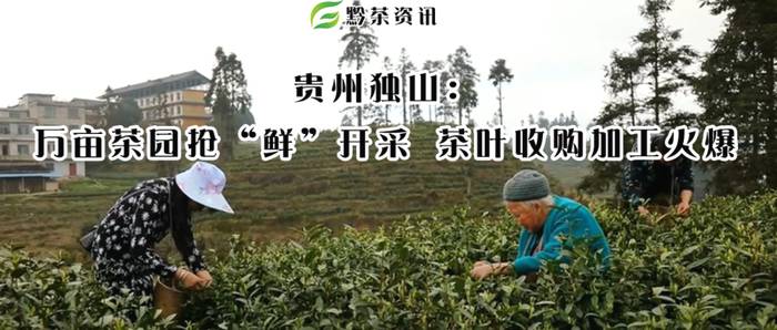 有关于贵州独山：万亩茶园抢“鲜”开采 茶叶收购加工火爆的热门新闻