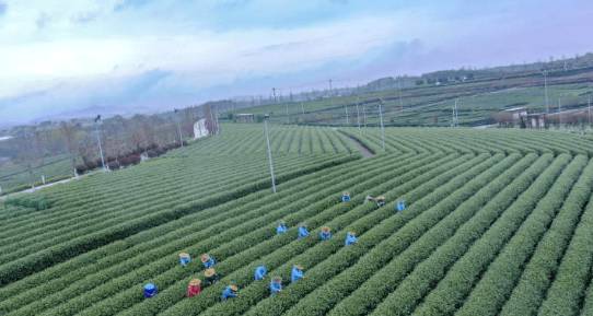 关于浙江嵊州：百余个新品种春茶将陆续开始采摘的信息